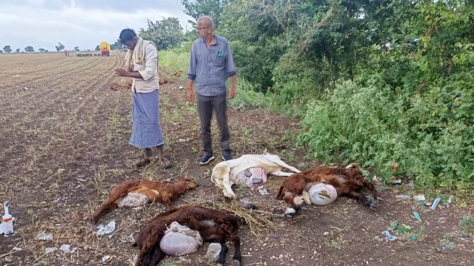 ಕುಂದಗೋಳ : ವಿಷಪೂರಿತ ಆಹಾರ ಸೇವಿಸಿ 20 ಕುರಿ ಸಾವು ! ಕುರಿಗಾಹಿಗಳ ಗೋಳಾಟ